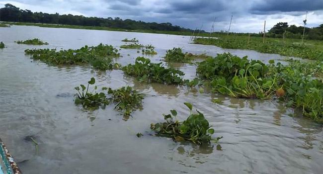 নাজিরপুরে মুহূর্তের মধ্যে ১০ একর জমি নদীগর্ভে বিলীন