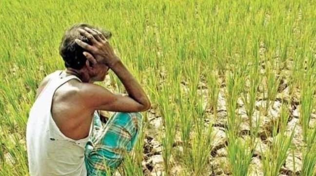 কৃষক ও ভোক্তা কেউ ভালো নেই