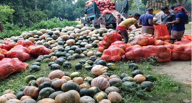 কেরুর মিষ্টি কুমড়া : ৬০ দিনে ৬০ লাখ টাকায় বিক্রি