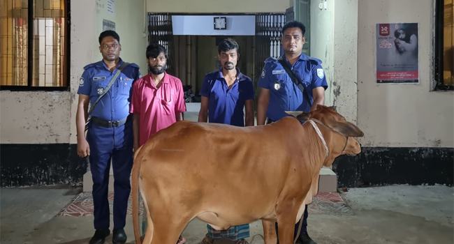 মাদকের টাকা পরিশোধ করতে গরু চুরি, আটক ২
