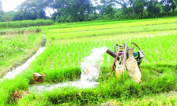 ডিজেলের মূল্যবৃদ্ধির যাঁতাকলে চৌগাছার আমন চাষিরা