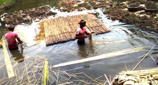দামে খুশি কুষ্টিয়ার পাটচাষিরা