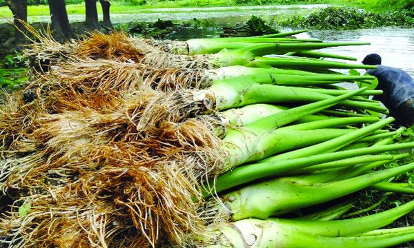 কচু আবাদে ভাগ্য ফিরেছে মিরসরাইয়ের কৃষকদের