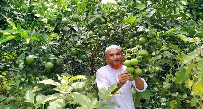 সবজি ও ফল চাষে কোটিপতি রাজনগরের মাহমুদ মিয়া