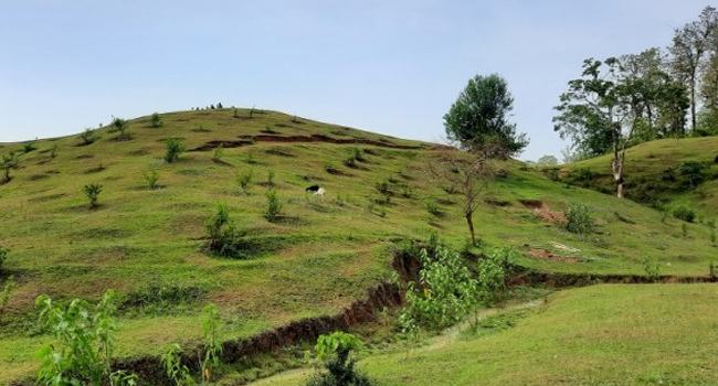 শ্রীমঙ্গলে চা-বাগানের টিলাধসে ৪ নারী শ্রমিকের মৃত্যু