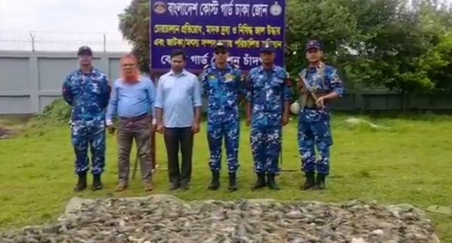 চাঁদপুরে বিষাক্ত জেলিযুক্ত ১ হাজার কেজি চিংড়ি জব্দ