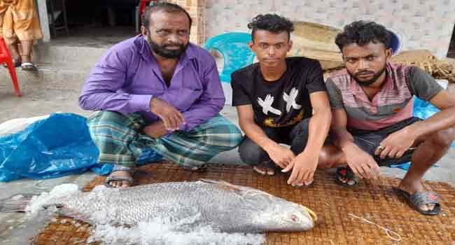 এক মাছের দাম প্রায় লাখ টাকা