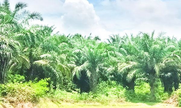 আবুল হোসেনের পাম বাগান এখন গলার কাঁটা