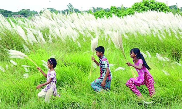 শরতের কাশফুল