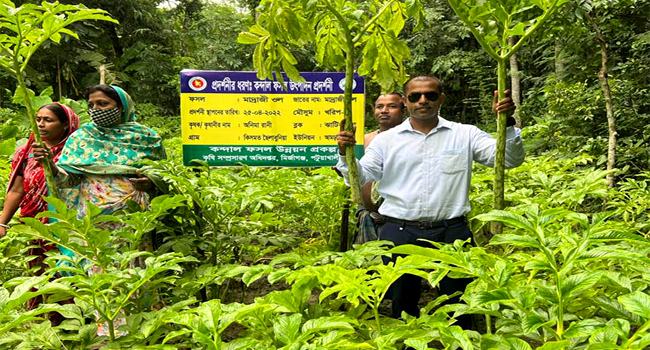 মির্জাগঞ্জে প্রথমবারের মতো মাদ্রাজী ওলকচুর চাষ শুরু