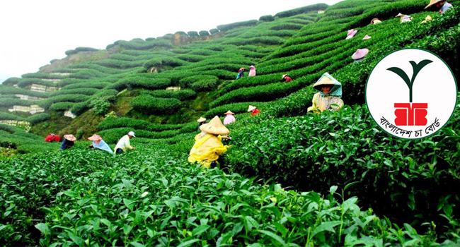 একাধিক পদে লোক নিচ্ছে বাংলাদেশ চা বোর্ড