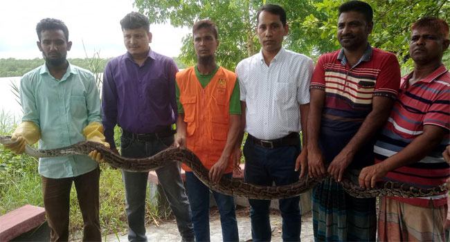 শরণখোলায় হাঁসের খোপ থেকে অজগর উদ্ধার