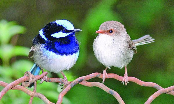 খাসা পরী-পাখি