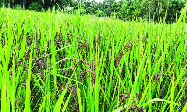 ব্লাক রাইস চাষেও সফল হতে চান মিরসরাইয়ের জাহেদ