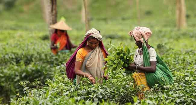 চা-শ্রমিকদের নতুন মজুরি ১৭০ টাকা