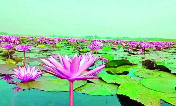 লাল শাপলার বিলে