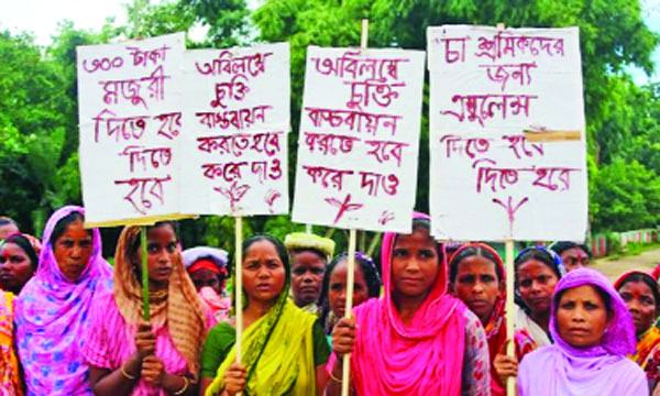 চা-শ্রমিকদের দাসত্ব ঘোচেনি দু’শো বছরেও