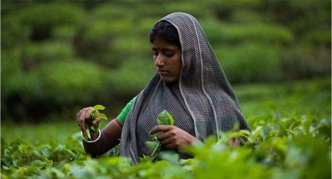 চা-শ্রমিকদের দাসত্ব ঘোচেনি ২০০ বছরেও