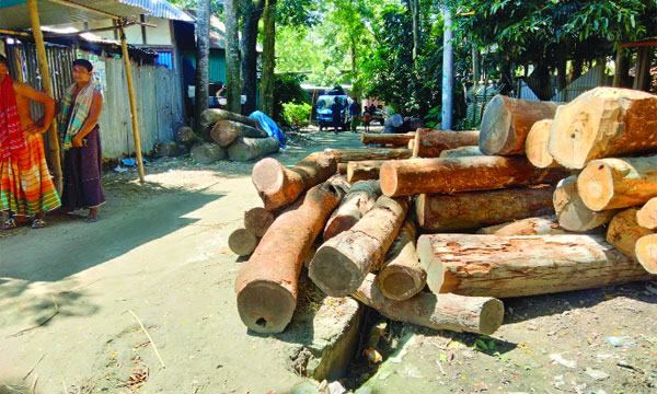 শ্রীনগরের বাঘড়া বাজারে রাস্তায় গাছ রেখে ব্যবসা