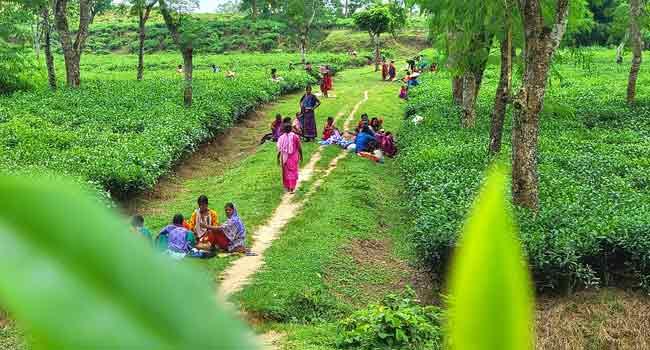 কাজে ফিরেছেন সিলেটের চা শ্রমিকরা