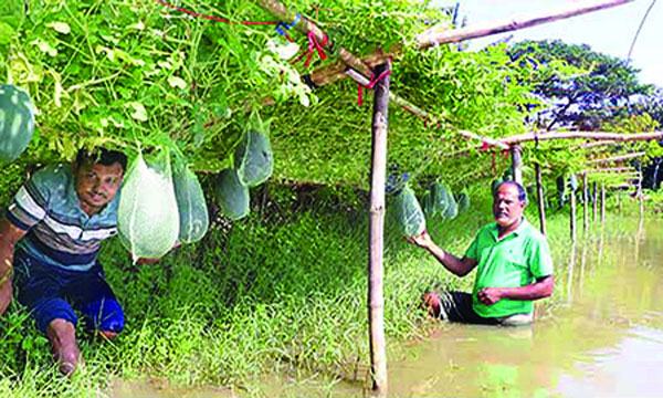 খুলনায় অসময়ে তরমুজ চাষে চমক প্রভাষক শাহাবাজের