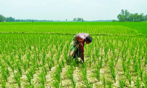 কাহালুতে পানির অভাবে ফেটে চৌচির আমনের জমি