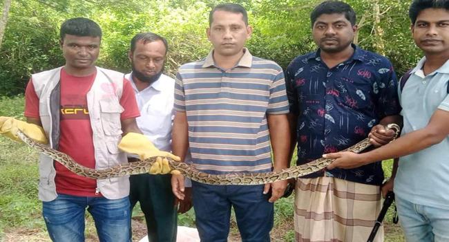 শরণখোলার লোকালয়ে উদ্ধার অজগর সুন্দরবনে অবমুক্ত