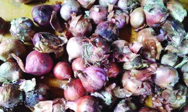 দৌলতদিয়ায় টিসিবির প্যাকেজে পচা পেঁয়াজ!