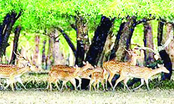 তিন মাস পর শুরু হচ্ছে সুন্দরবনে ট্যুর