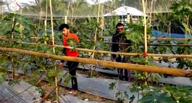 ইউটিউব দেখে তীন ফল চাষে সফল ২ তরুণ