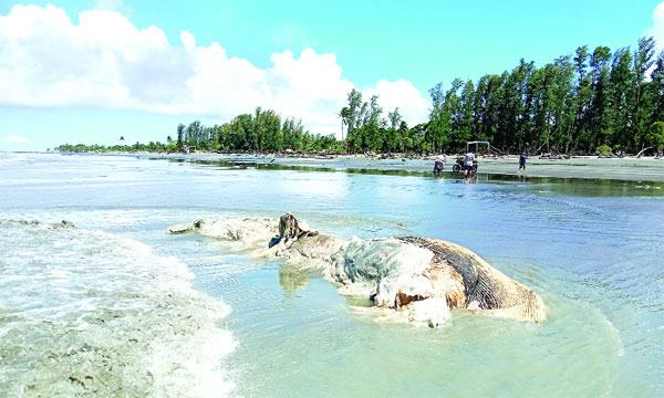 কুয়াকাটা সৈকতে ভেসে এসেছে মরা তিমি ও ডলফিন