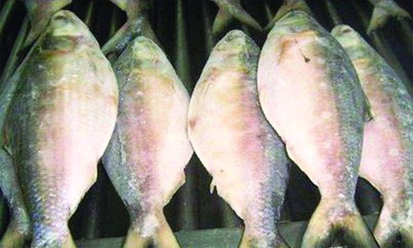 দুর্গাপূজায় ভারতে যাচ্ছে আড়াই হাজার টন ইলিশ