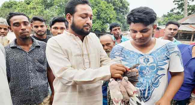 ৮টি ঘুঘু পাখি পেল নতুন জীবন