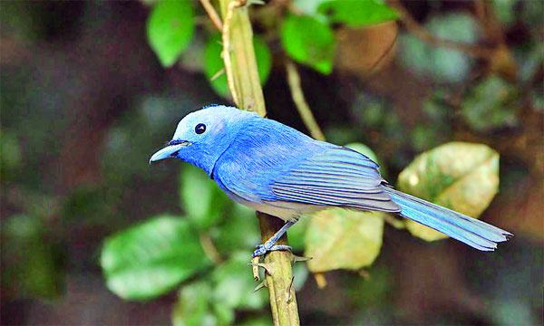 কালো-ঘাড় রাজন