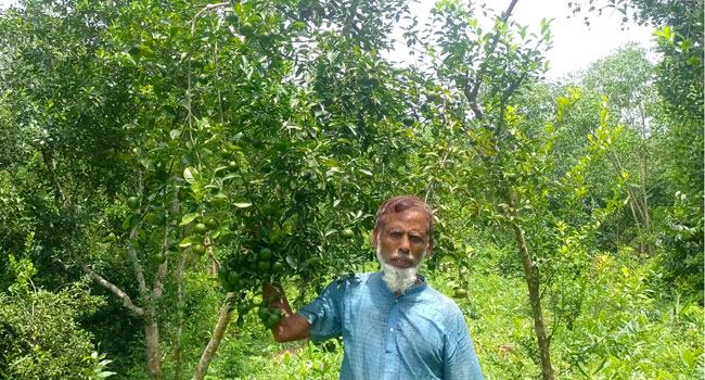 কমলায় রোগ বালাইয়ে দুশ্চিন্তায় চাষি