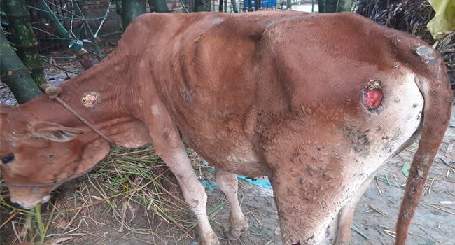 কিশোরগঞ্জে ৫ শতাধিক গরু লাম্পি স্কিন রোগ আক্রান্ত