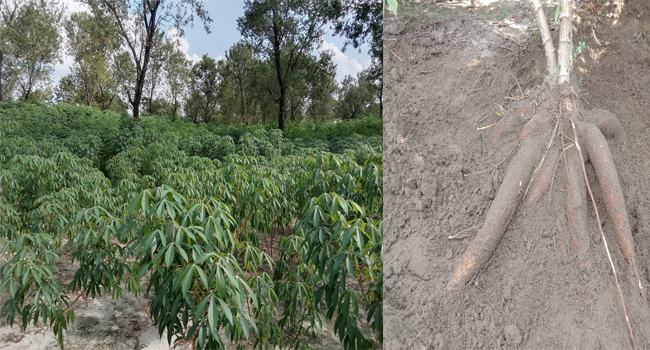 দেবীগঞ্জে প্রথম চাষ হচ্ছে কাসাবা