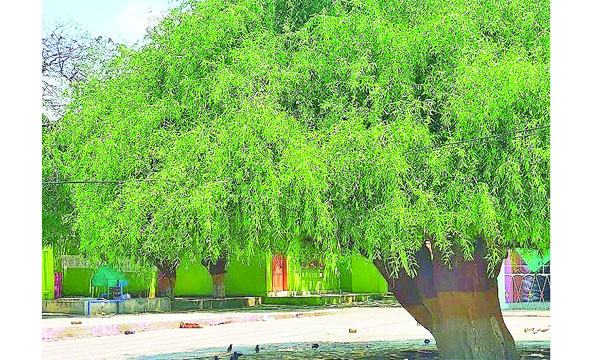 নিমগাছ-১