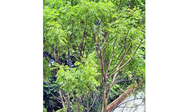 নিমগাছ-২
