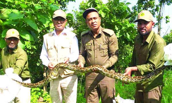 খাবারের খোঁজে লোকালয়ে অজগর