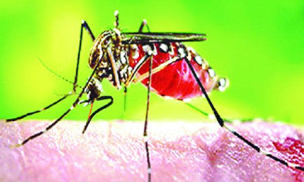 ডেঙ্গু আতঙ্কে নগরবাসী