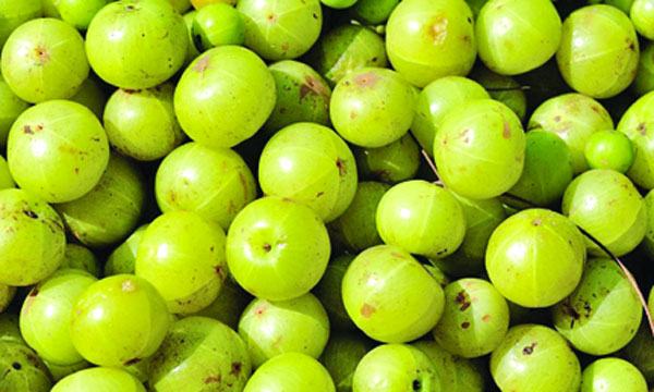 আমলকীর গুণ