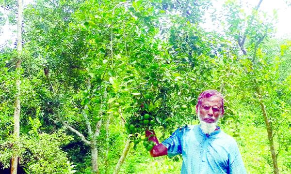 চুনারুঘাটের সফল কমলাচাষি সালেহ উদ্দিন