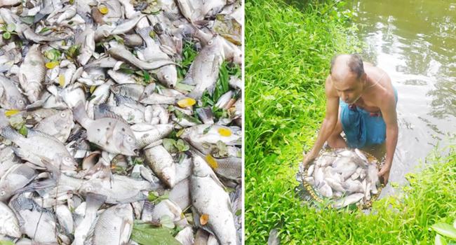 চট্টগ্রামের পটিয়ায় বিষ দিয়ে লাখ টাকার মাছ নিধন