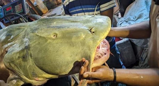 তিস্তা নদীতে ৯২ কেজির বাঘাইর : এক লাখ ১০ হাজার টাকায় বিক্রি