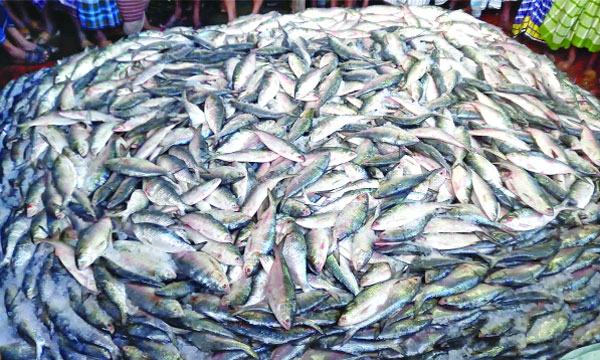 হাতিয়ায় এক ট্রলারেই ৫৯ মণ ইলিশ : তবুও বাজারে দাম চড়া