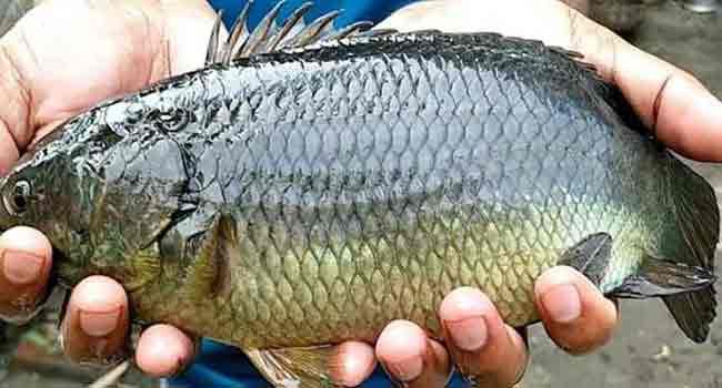 গলায় কই মাছ আটকে কৃষকের মৃত্যু