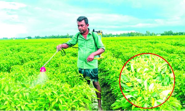 বাম্পার ফলন, তবুও লোকসানে নন্দীগ্রামের মরিচ চাষিরা