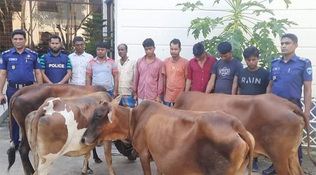 সোনাগাজীতে গরু চুরির ঘটনায় যুবলীগ নেতাসহ ৮ জন গ্রেফতার