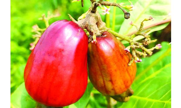 কাজুবাদামে বিশ্ববাজার ধরার স্বপ্ন